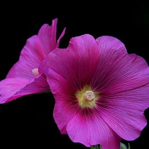 Meet your Posher, Terra